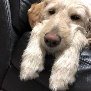 Meet your Posher, Hangyu